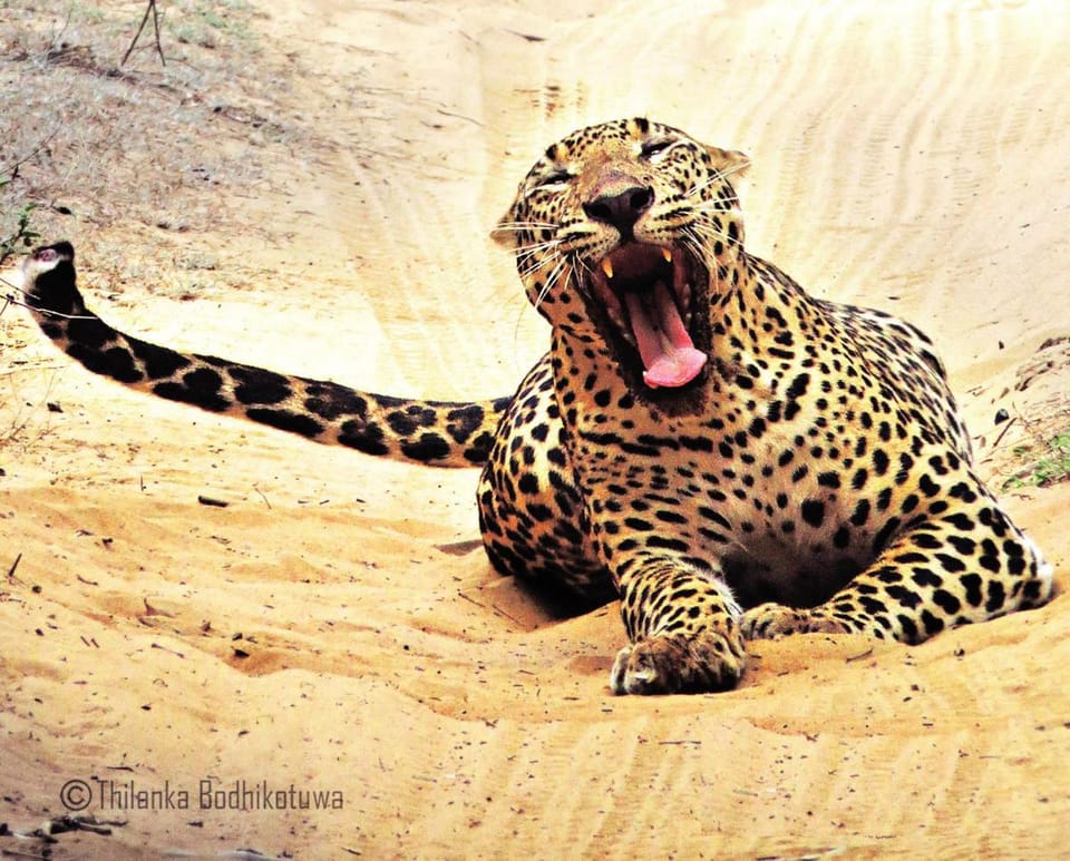 Mahoora Wilpattu - by Eco Team Campground/ 
RV Resort in Sri Lanka