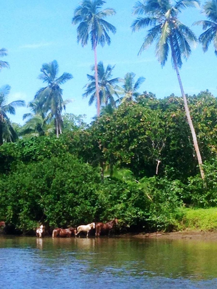 Naveria Heights Lodge Bed and Breakfast in Fiji