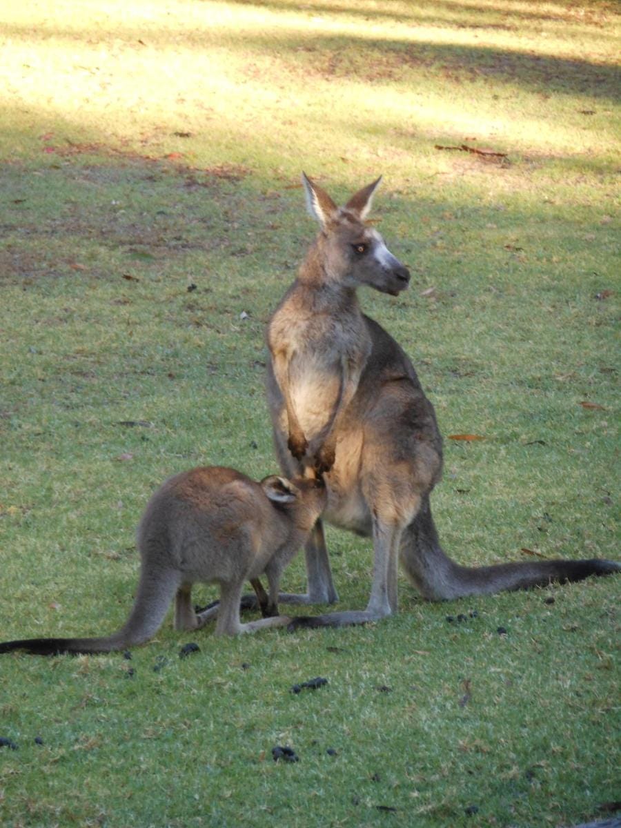 Grampians View Cottages and Units Resort in Halls Gap