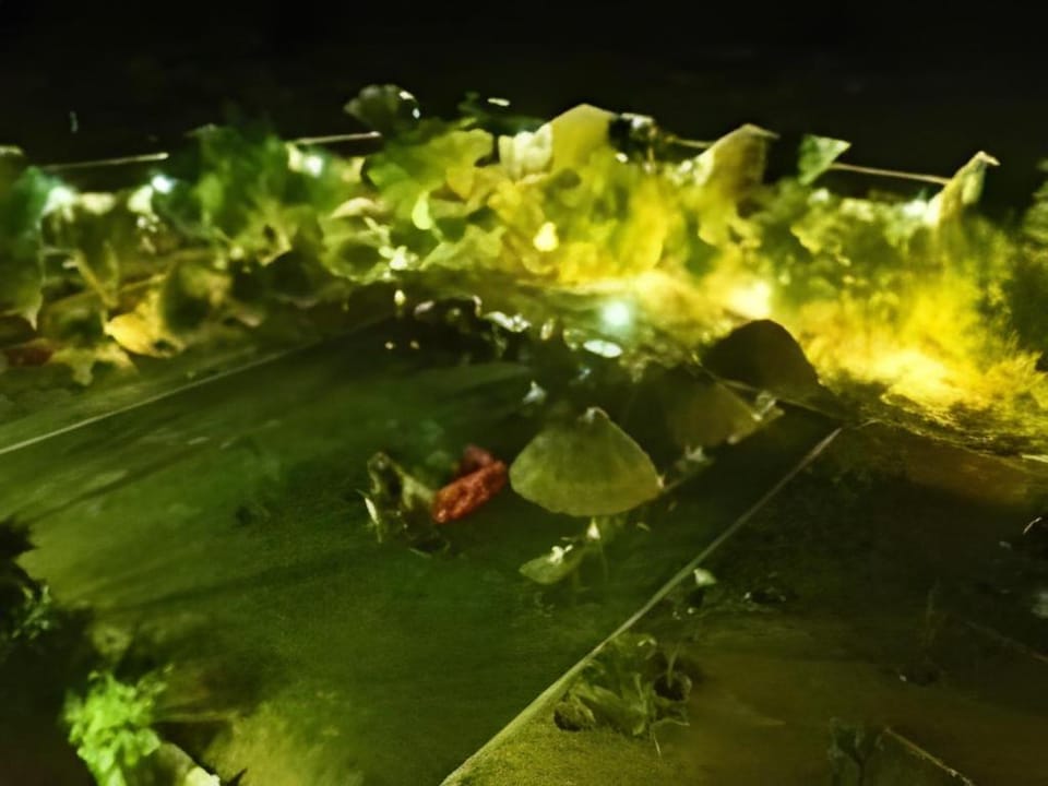 Hotel Kanha (Treasure In Forest) Hotel in India