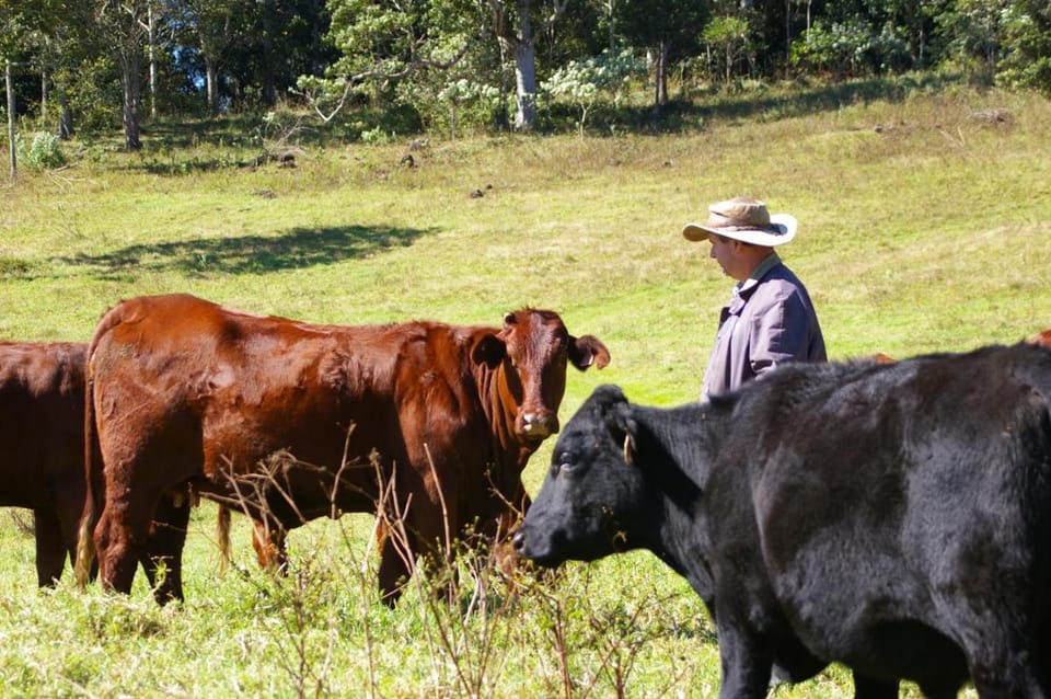 Bellthorpe Stays Country House in Queensland