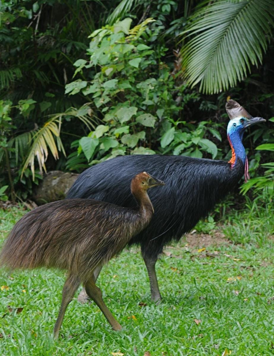 Daintree Cascades Vacation rental in Diwan