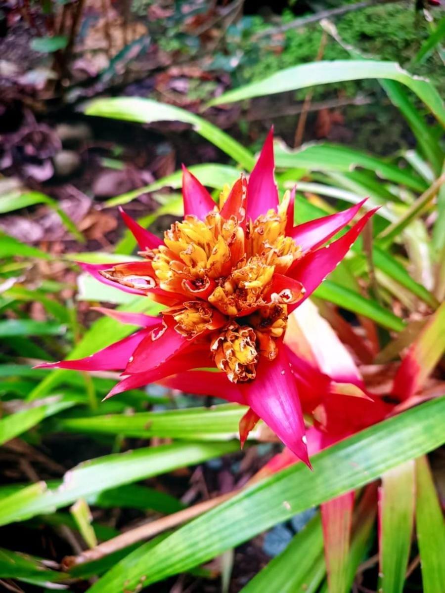 La Diosa Nature Lodge Bed and Breakfast in Costa Rica