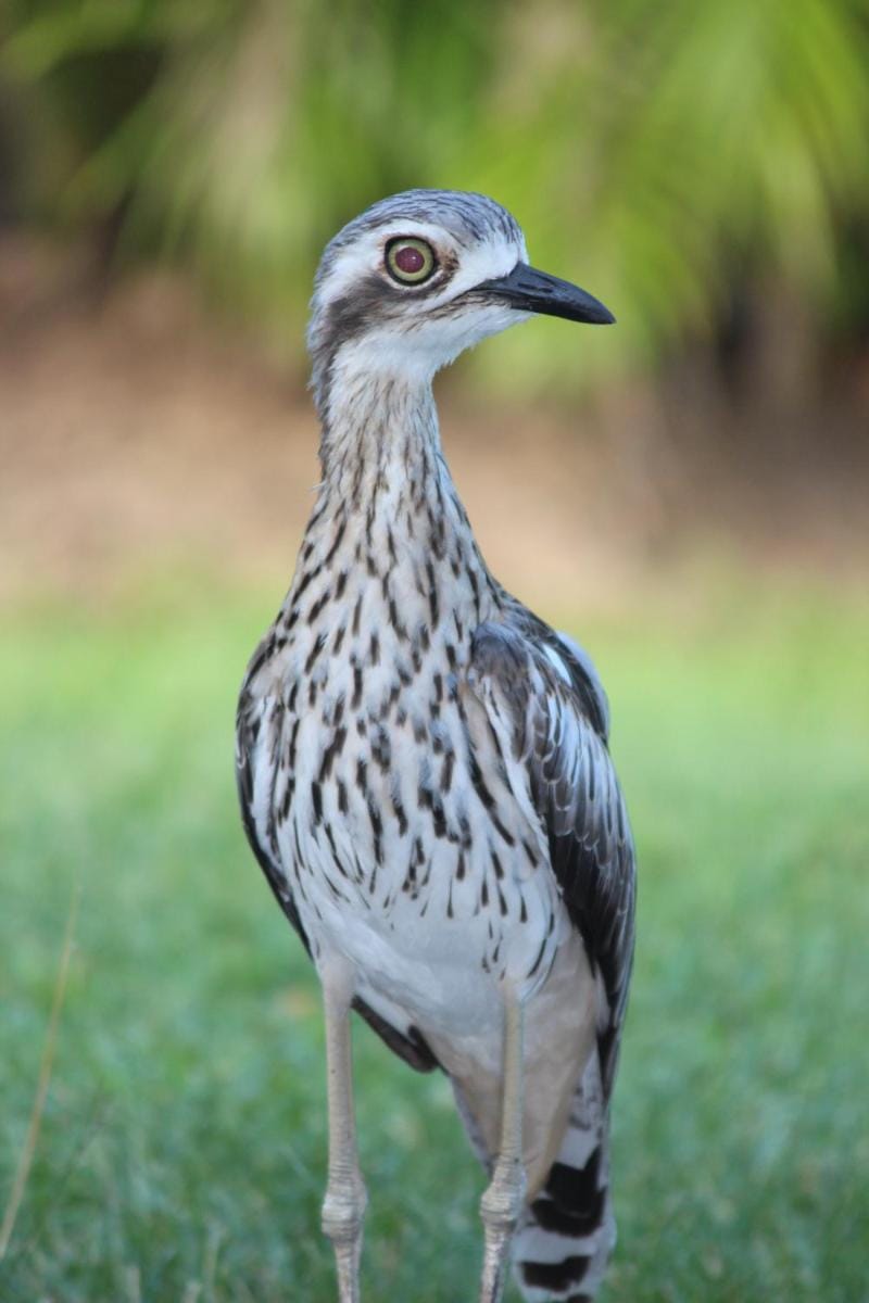 Amaroo On Mandalay, Magnetic Island Resort in Queensland