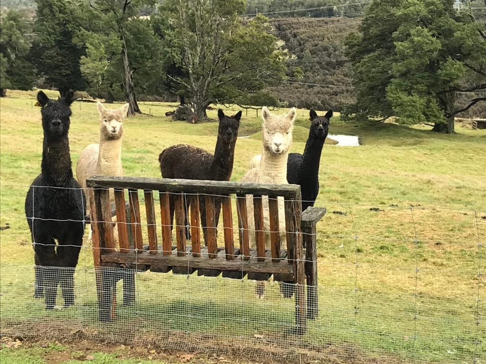 Tophouse Historical Inn Bed and breakfast Bed and Breakfast in Tasman District, Tasman, New Zealand