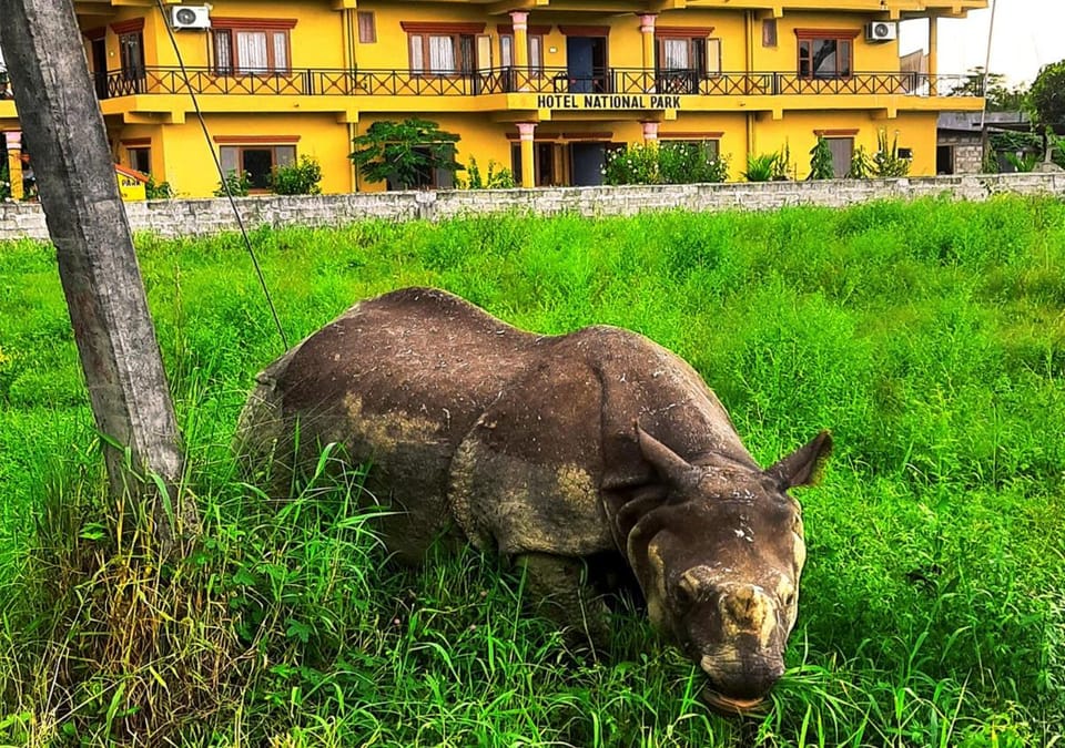 Hotel National Park Sauraha- Homely Stay and Peaceful Location with Jungle Safari arrangements Hotel in Bagmati Province, Nepal