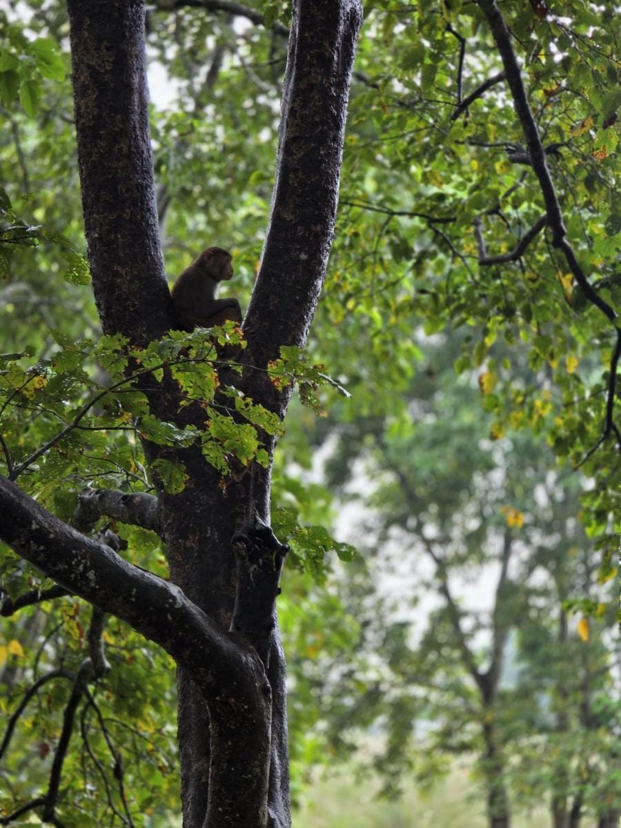 Siddhartha Wildlife Retreat Resort in Bagmati Province, Nepal