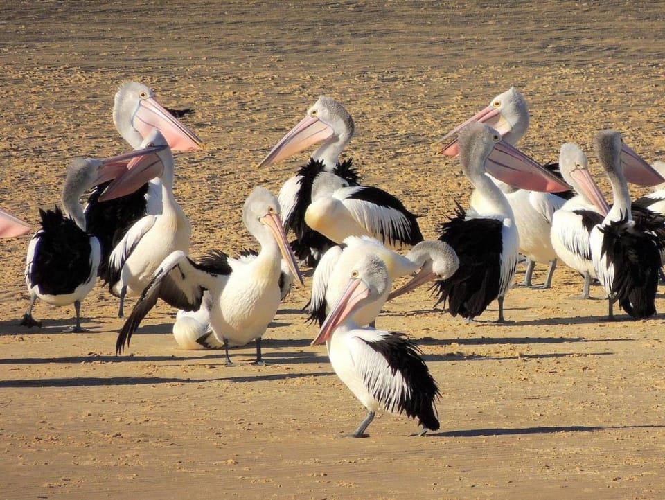 Pelican Sands Scamander Motel in Scamander