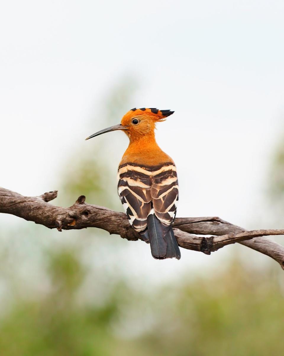 Shambala Private Game Reserve Lodge in South Africa