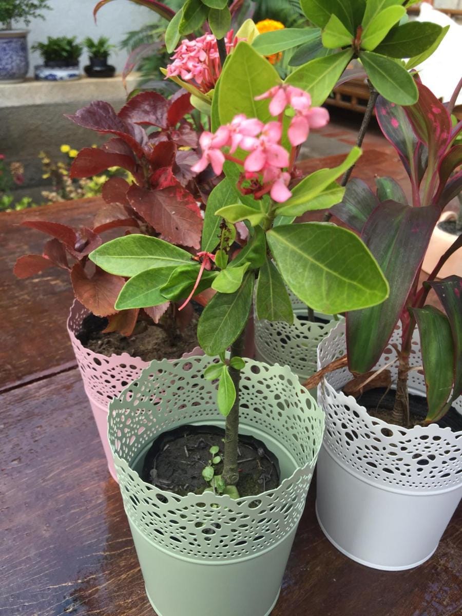Red Tomato B&B Vacation rental in Taiwan, Province of China