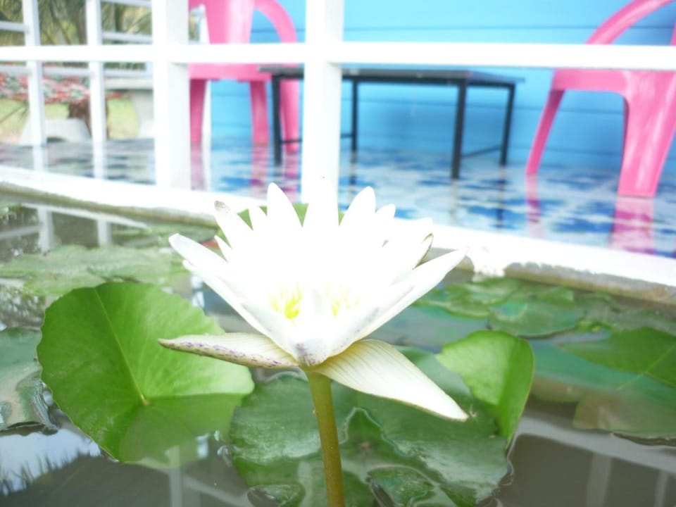 Maneemudjalin Resorts Farm Stay Farm Stay in Prachuap Khiri Khan, Thailand