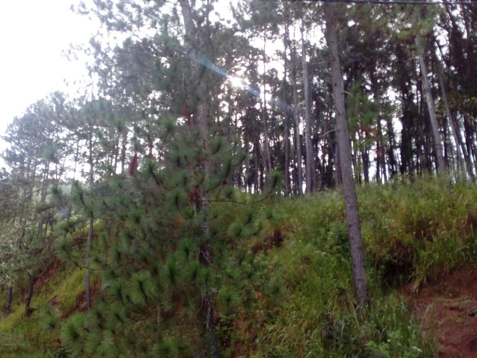 Forest Paddy Homestay Vacation rental in Ella