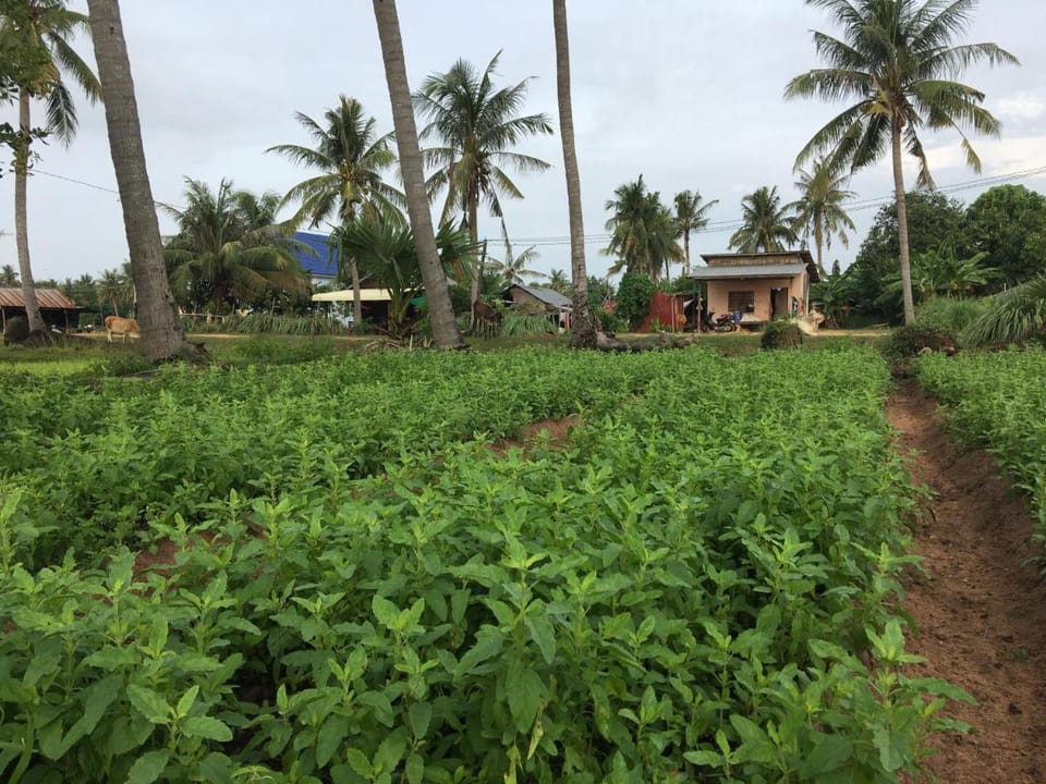 Green Life Cottage Vacation rental in Krong Siem Reap