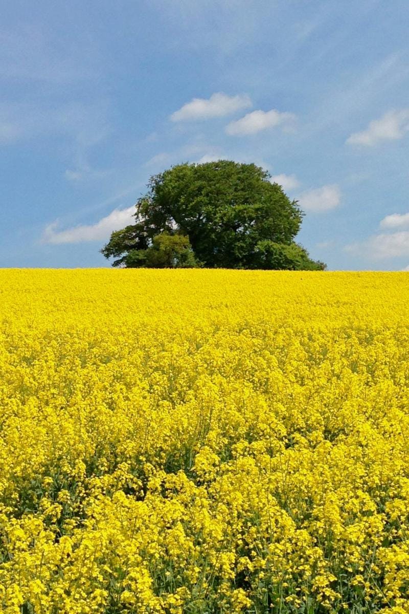 Manor Farm Courtyard Cottages Vacation rental in South Oxfordshire District