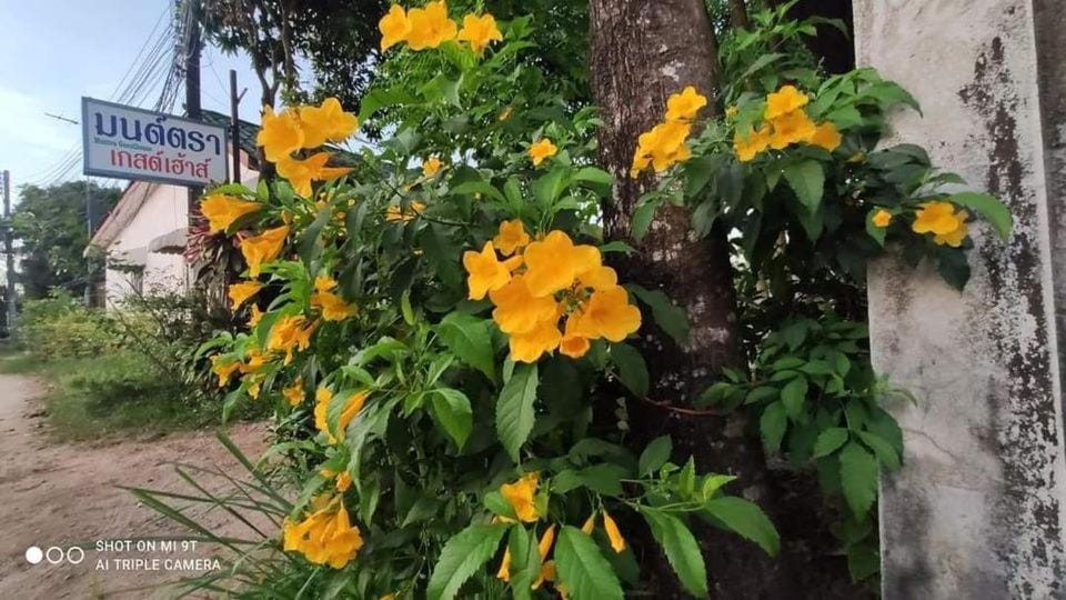 Montra Guesthouse Bed and Breakfast in Ranong, Khao Niwet, Mueang Ranong District, Ranong 85000, Thailand