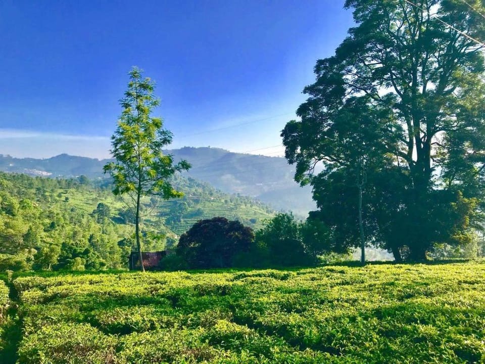 Luxury rooms - The Umber Tea Family Cottage Hotel in Kerala
