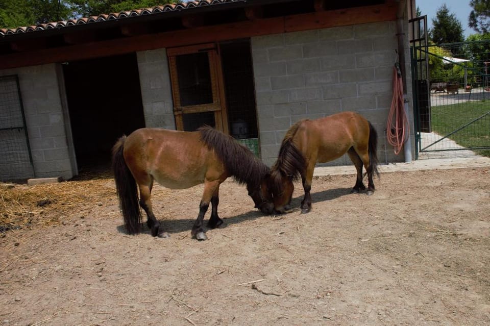 CASA DI CILIEGI - ANTICO CASALE IMMERSO IN THE GREEN OF MONFERRATO Vacation rental in Piedmont