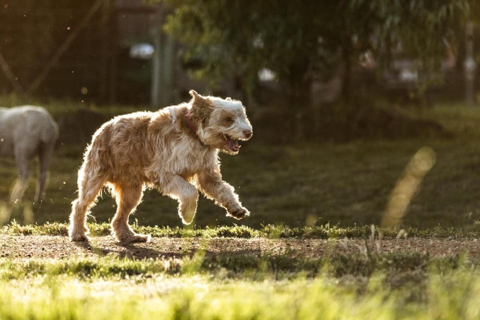 Daisy Bank Cottages Bed and Breakfast in Tasmania