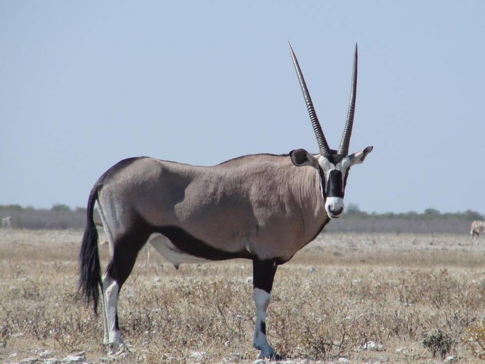 Onduri Lodge Lodge in Namibia