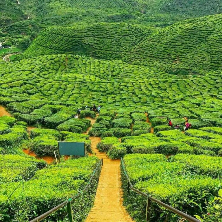 Cameron Highlands - The Breeze @ Golden Hill Apartment in Brinchang