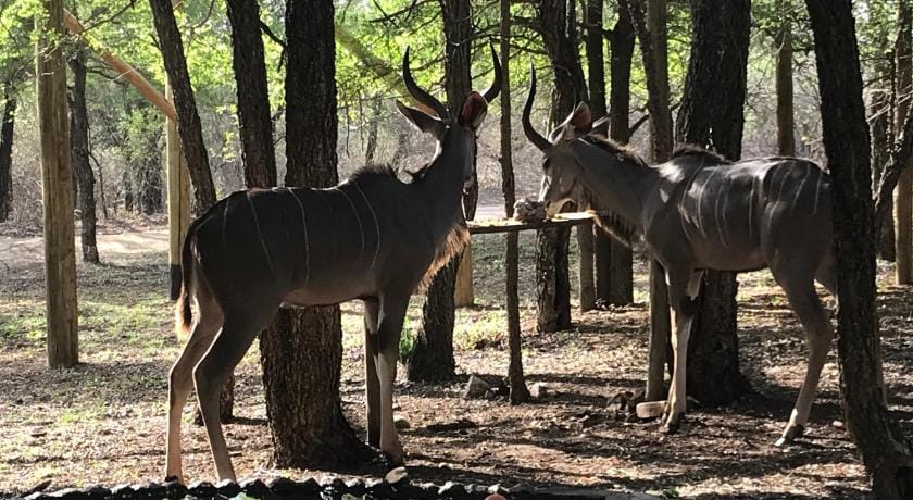 Hyenas Call Vacation rental in South Africa