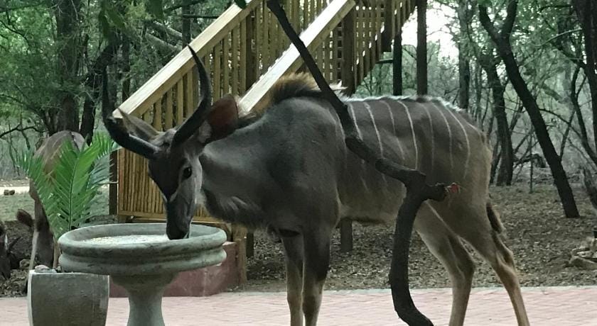 Hyenas Call Vacation rental in South Africa