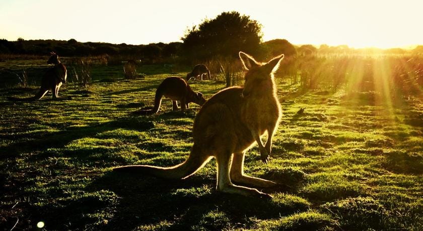Prom Coast Apartments ~ Wilson's Promontory ~ Apt1 Apartment in Sandy Point