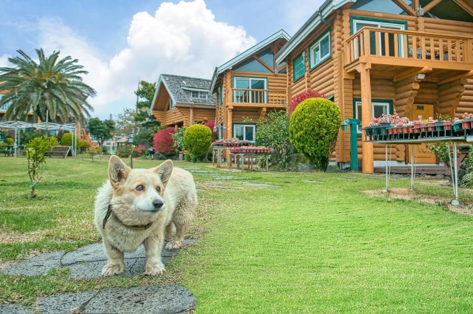 Seogwipo Neulbada Pet Pension Bed and Breakfast in South Korea