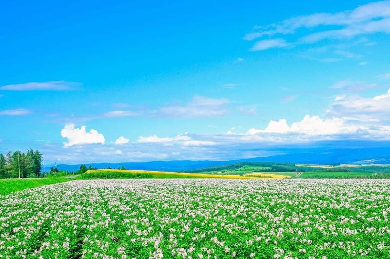 Contactless CHECKIN/OUT Hokkaido 7-inn　for8 Apartment in Hokkaido Prefecture