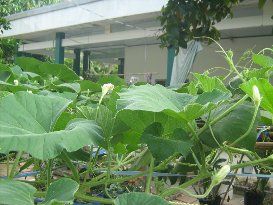 Coco Happy Farm  Vacation rental in Cambodia