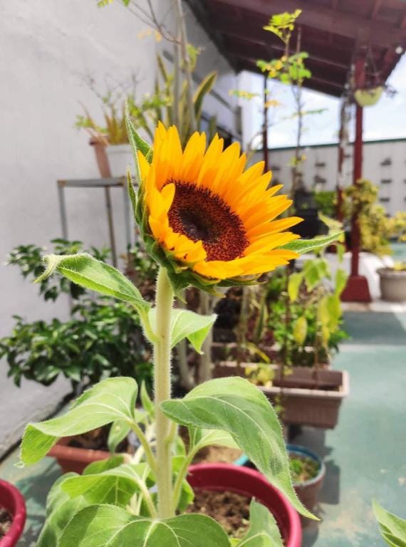 Skyscrapers views| Minigolf |Parking| TV Apartment in Pasay
