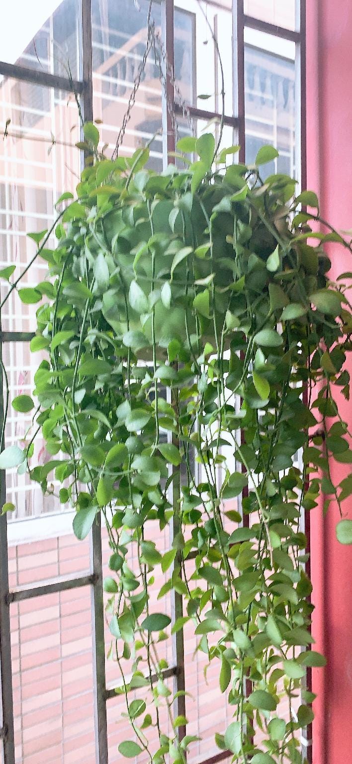 Hanoi Houses Vacation rental in Hanoi