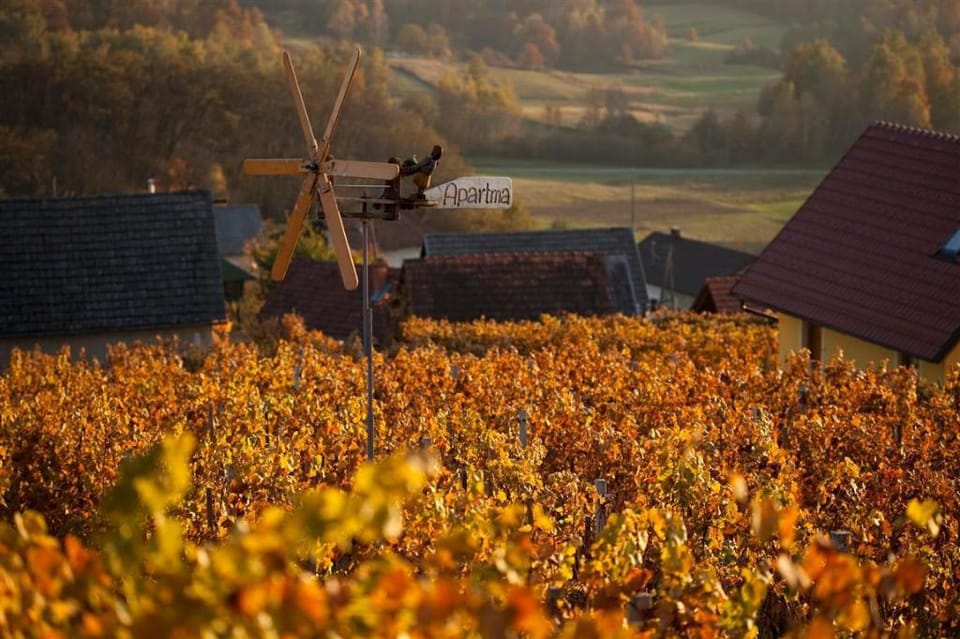 Vineyard cottage Brodaric Vacation rental in Slovenia