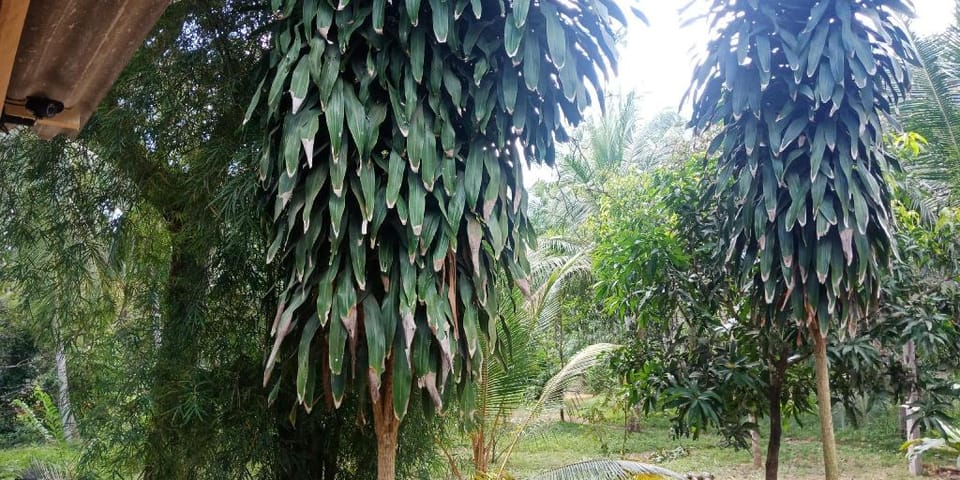   Cashew Garden - Tangalle, Sri Lanka Vacation rental in Southern Province