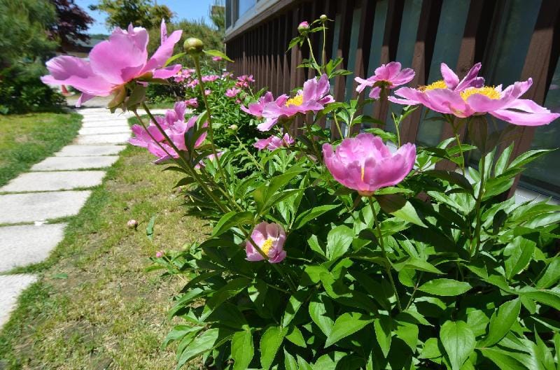 pajugamaksan pension(summer) Vacation rental in Gyeonggi-do