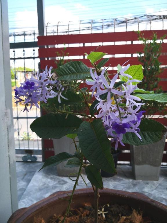 Bluebell House Hatyai/Cosy 3 BR/9mins drive>LeeGrd Vacation rental in Thailand