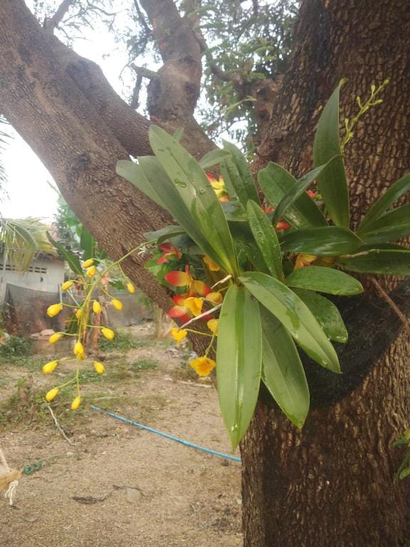 Garden Home and Restaurant, Mae ramat,Tak Vacation rental in Thailand