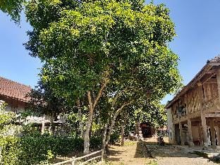  beside rice fields and life-giving streams. Vacation rental in Laos