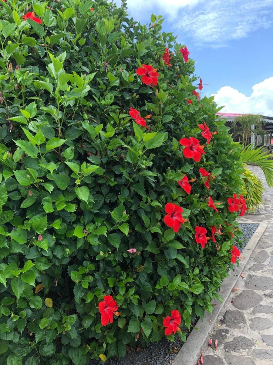 Lovely apartment in Flic en Flac, close to the lovely beach and all amenities Apartment in Flic en Flac