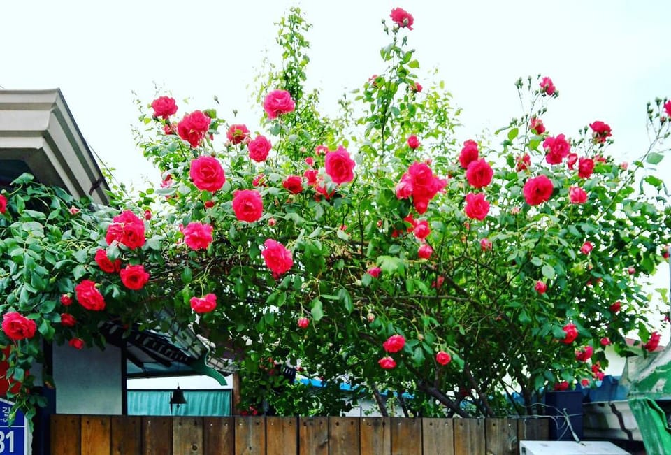 Jamanjae ★ House ★ Only One Team / Beautiful Yard Accommodation / Spacious and Cozy 'Jamanjae' Vacation rental in South Korea
