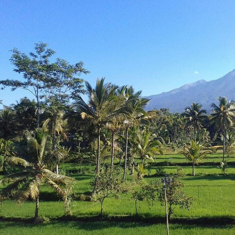 Tereng wilis homestay Vacation rental in West Nusa Tenggara, Indonesia