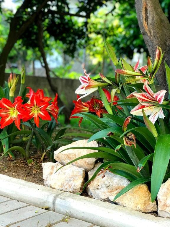 Apartments KRAJA - City with beach, sea, tourism Apartment in Ulcinj