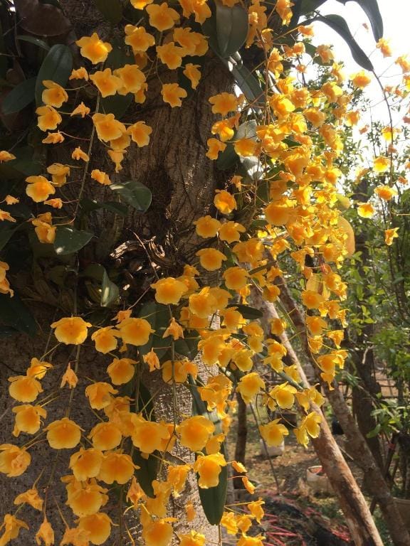Saraphi Heritage Vacation rental in Thailand