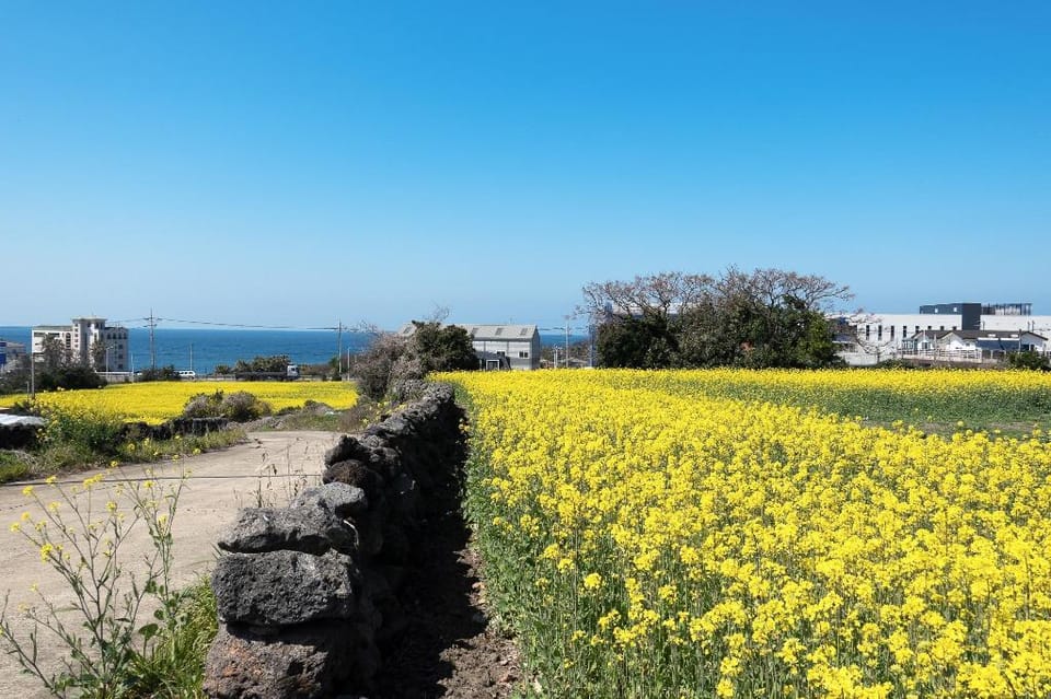 Jeju Sky Kids Pension Bed and Breakfast in South Korea