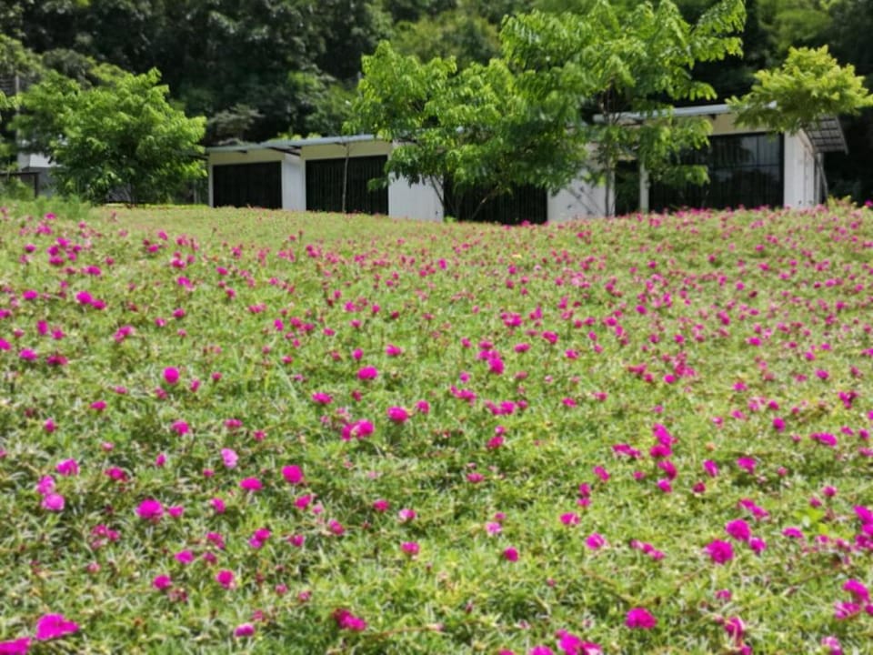 Vivi Fiore Farm Stay in Thailand