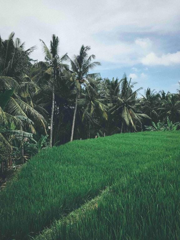 Ubud Houses Vacation rental in Tampaksiring