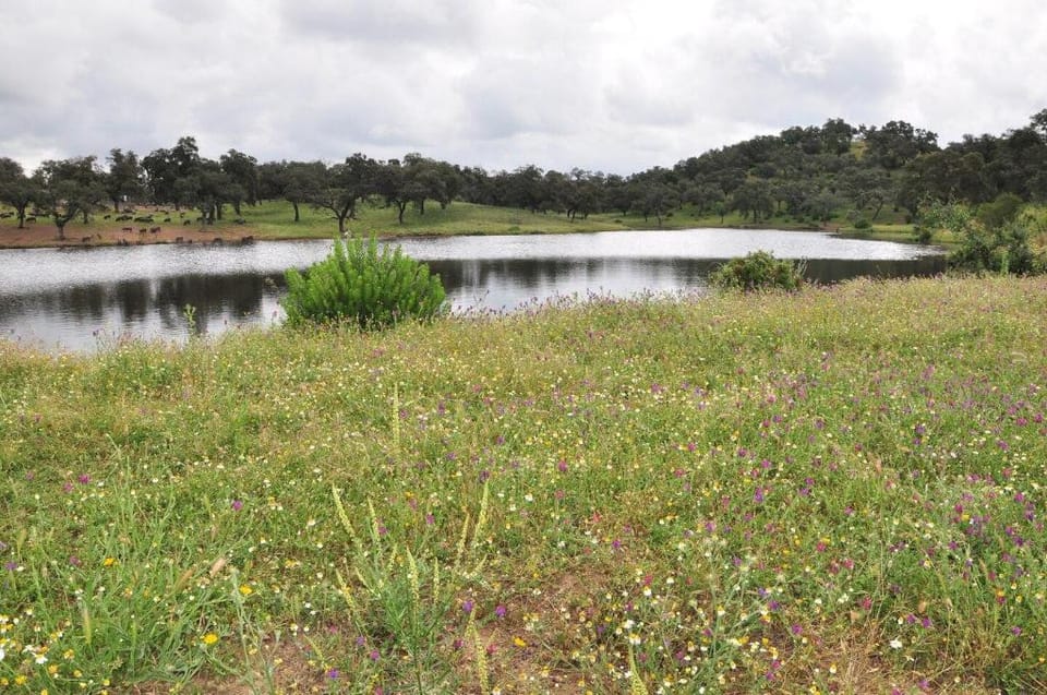 Cortijo La Rejaquera Vacation rental in Sierra Norte de Sevilla