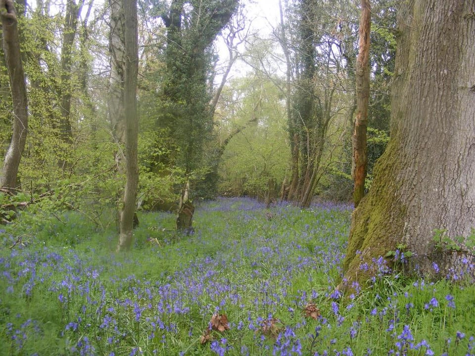 Marshwood Farm B&B Farm Stay in England