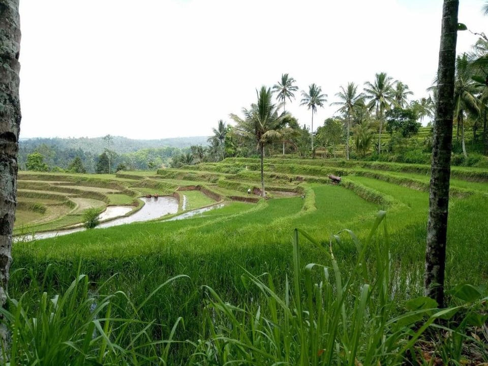 Asparin Homestay Vacation rental in East Java