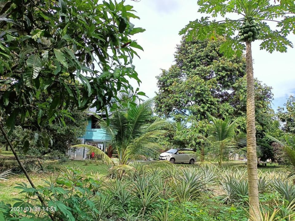 Rumah Kebun Tokwan Kulim Vacation rental in Kedah